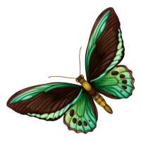 butterfly